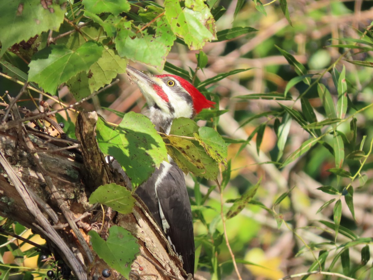 Pileated Woodpecker - ML643068452