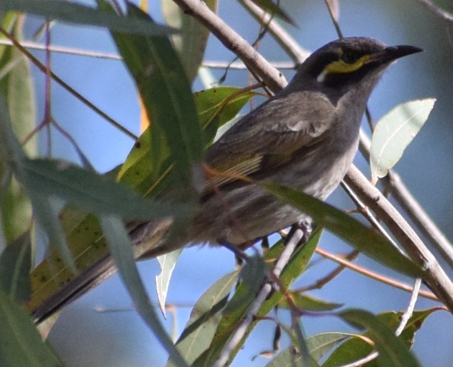 Yellow-faced Honeyeater - ML643068453