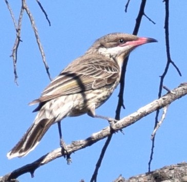 Spiny-cheeked Honeyeater - ML643068464