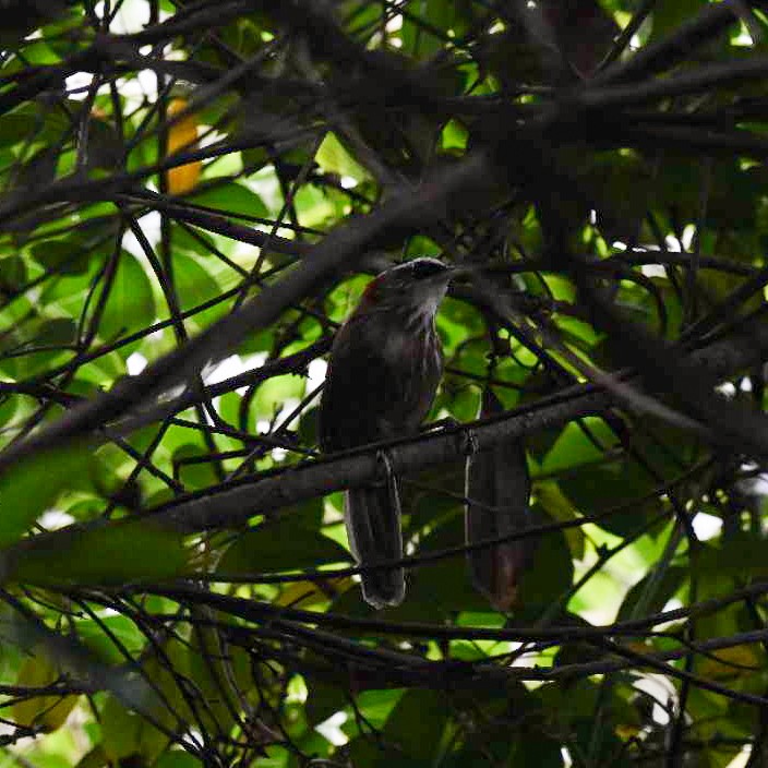 Streak-breasted Scimitar-Babbler - ML643068468