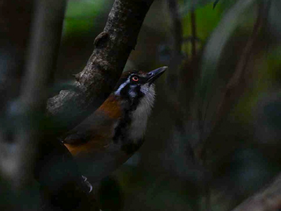 Lesser Necklaced Laughingthrush - ML643068473