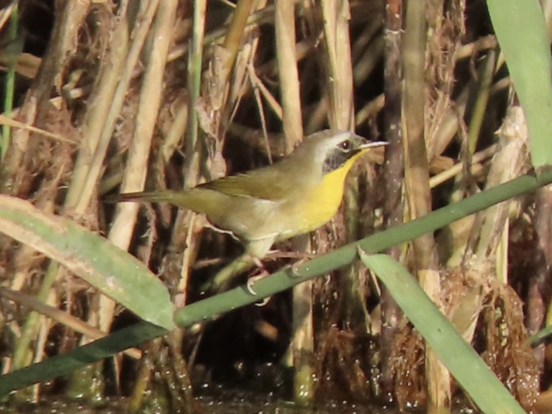 Common Yellowthroat - ML643068474
