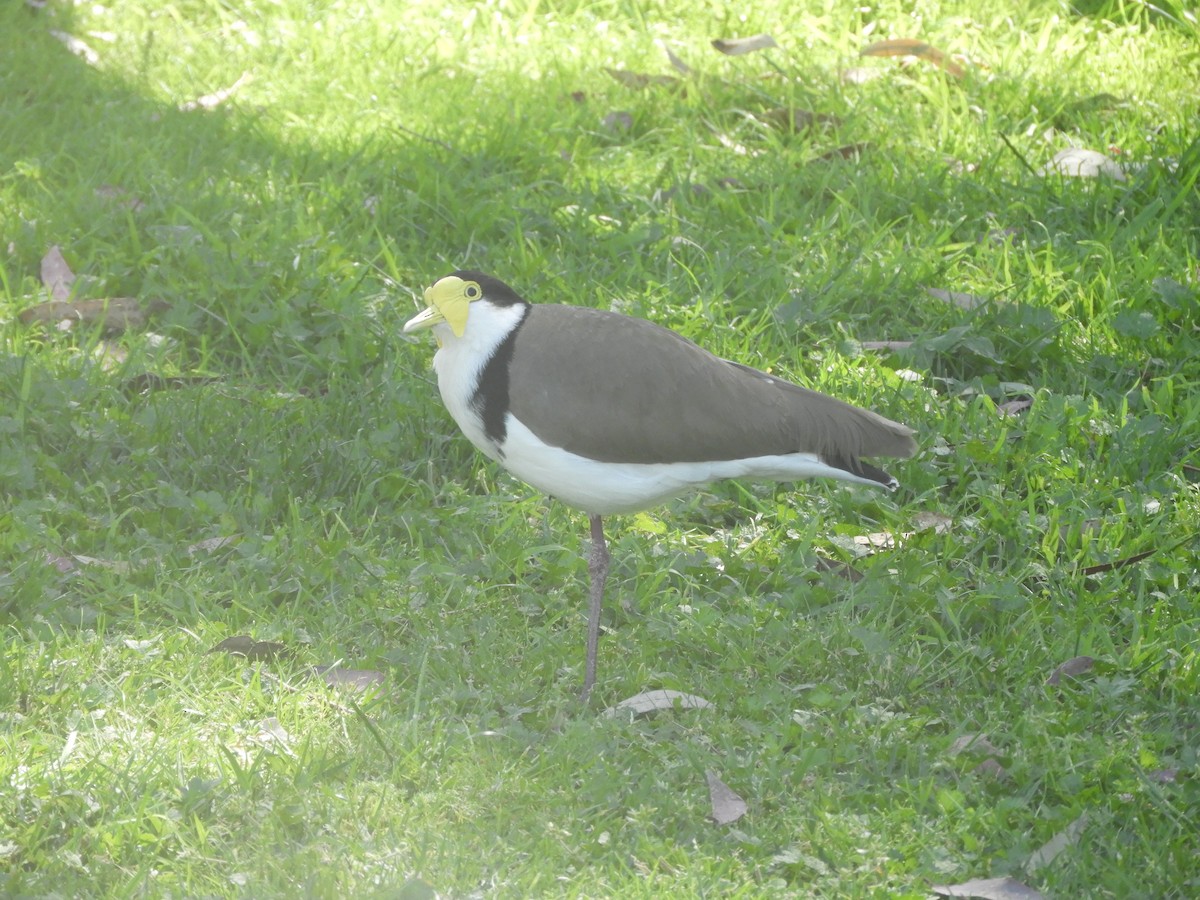 Masked Lapwing - ML643068475