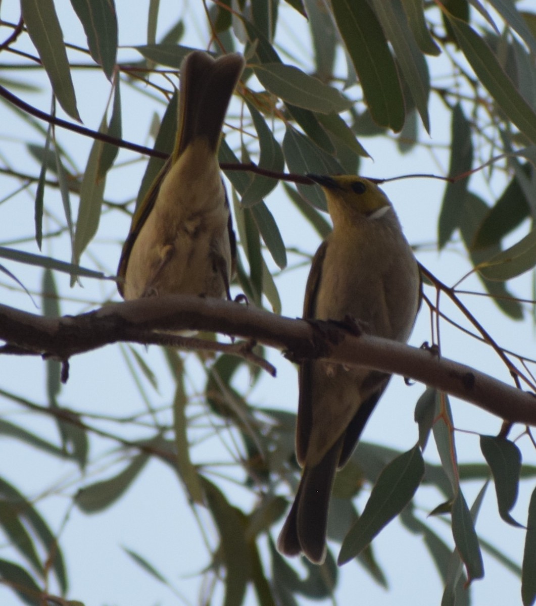 White-plumed Honeyeater - ML643068476
