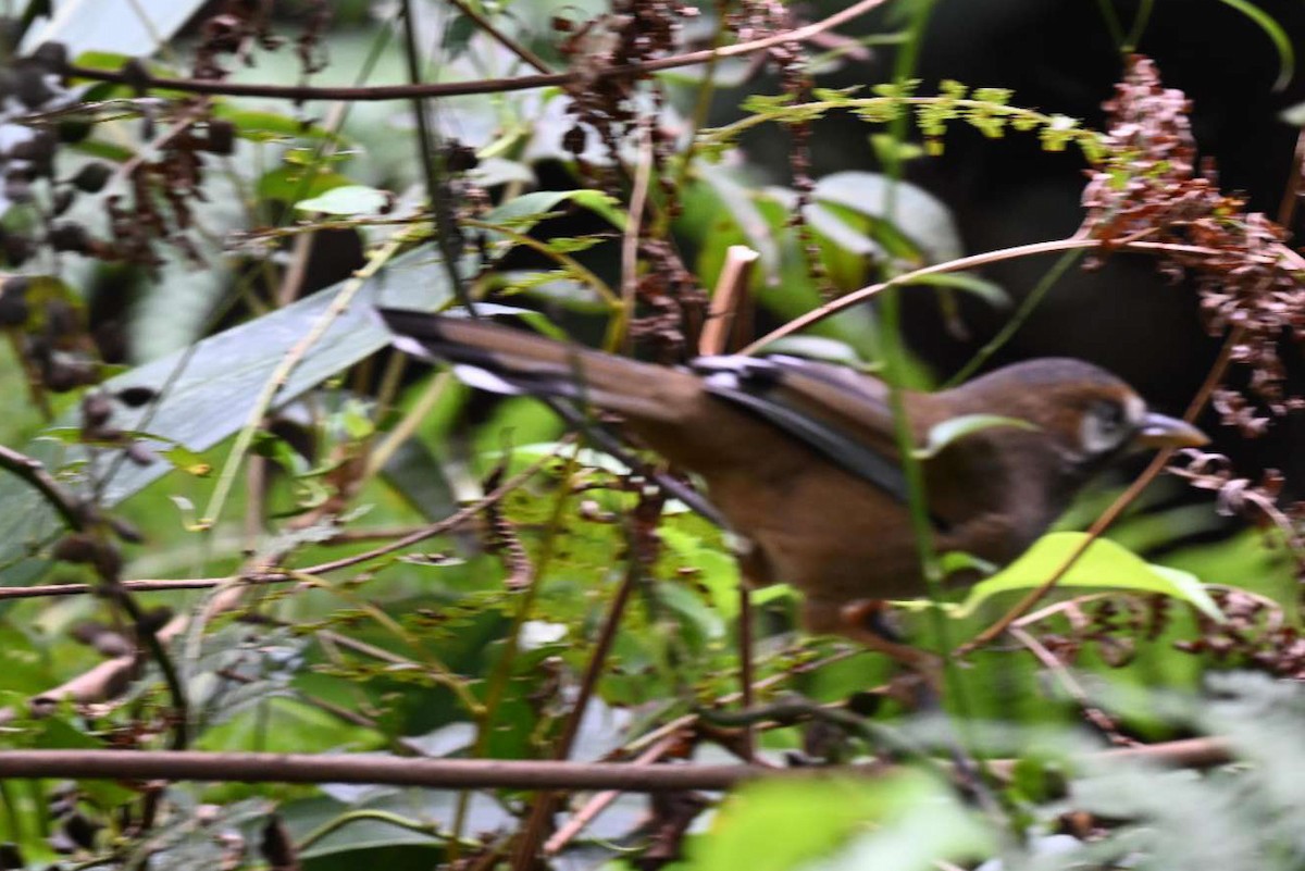 Bıyıklı Gevezeardıç - ML643068478