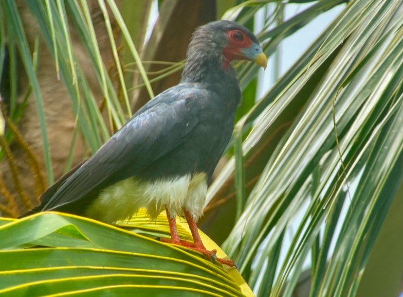 Red-throated Caracara - ML643068480