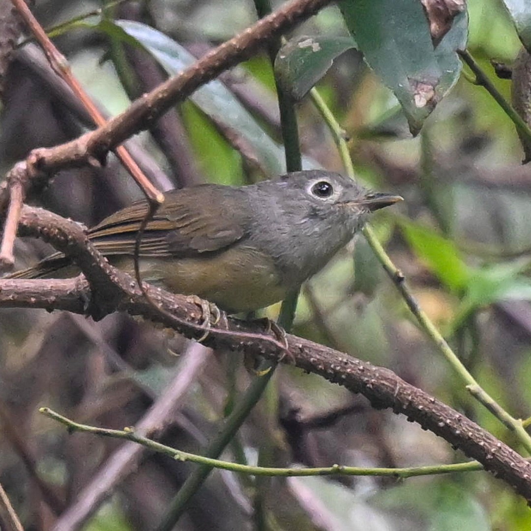 Huet's Fulvetta - ML643068481