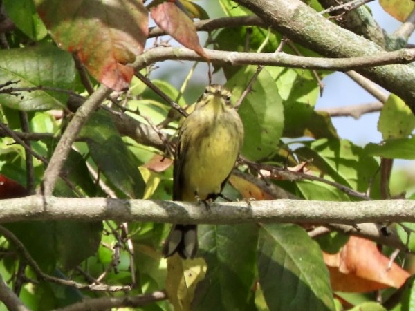 Palm Warbler - ML643068482