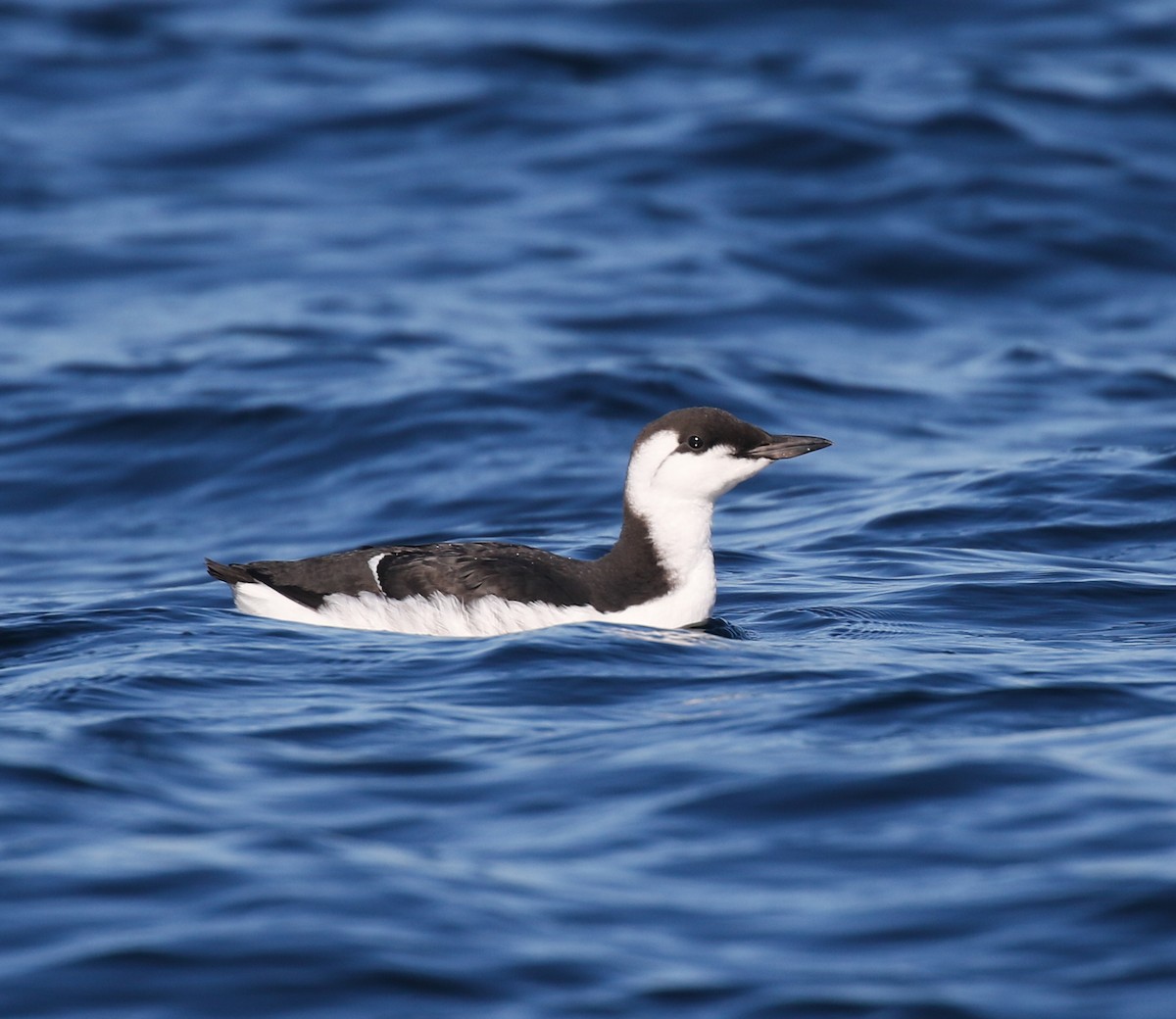 Common Murre - ML643068494
