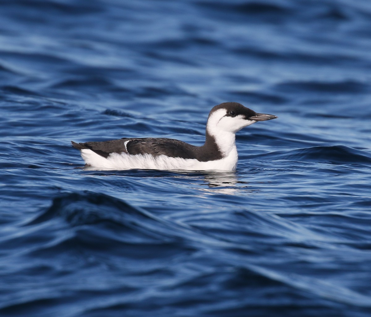 Common Murre - ML643068495