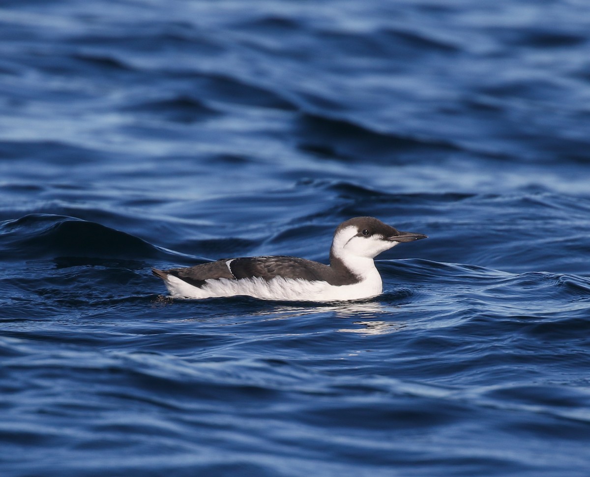 Common Murre - ML643068496