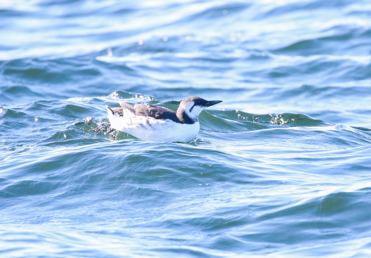 Common Murre - ML643068497