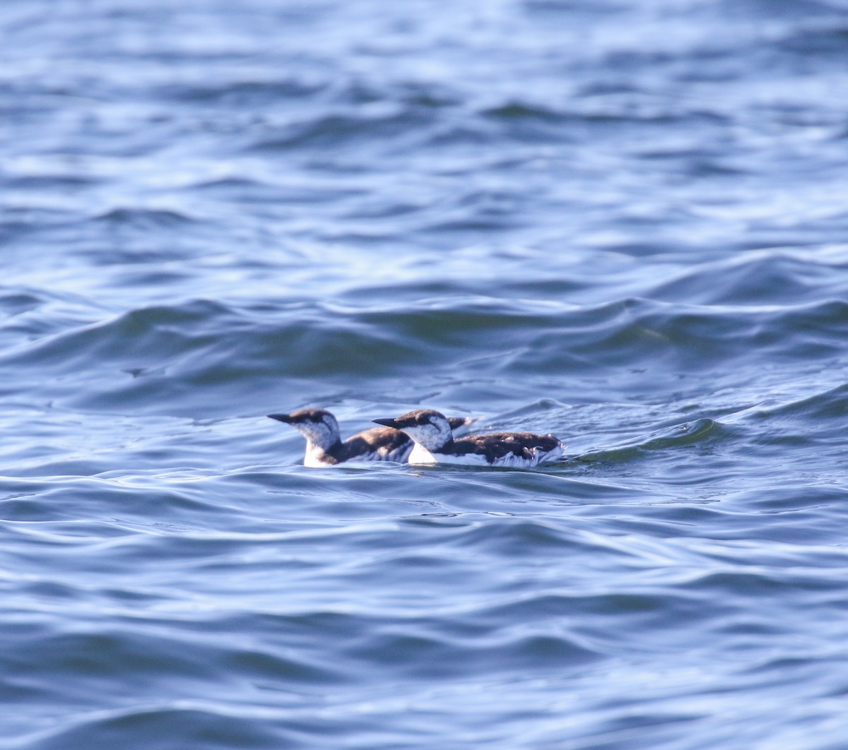 Common Murre - ML643068498