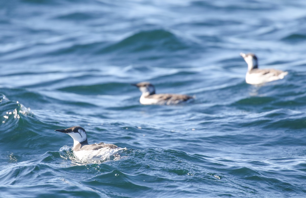 Common Murre - ML643068499