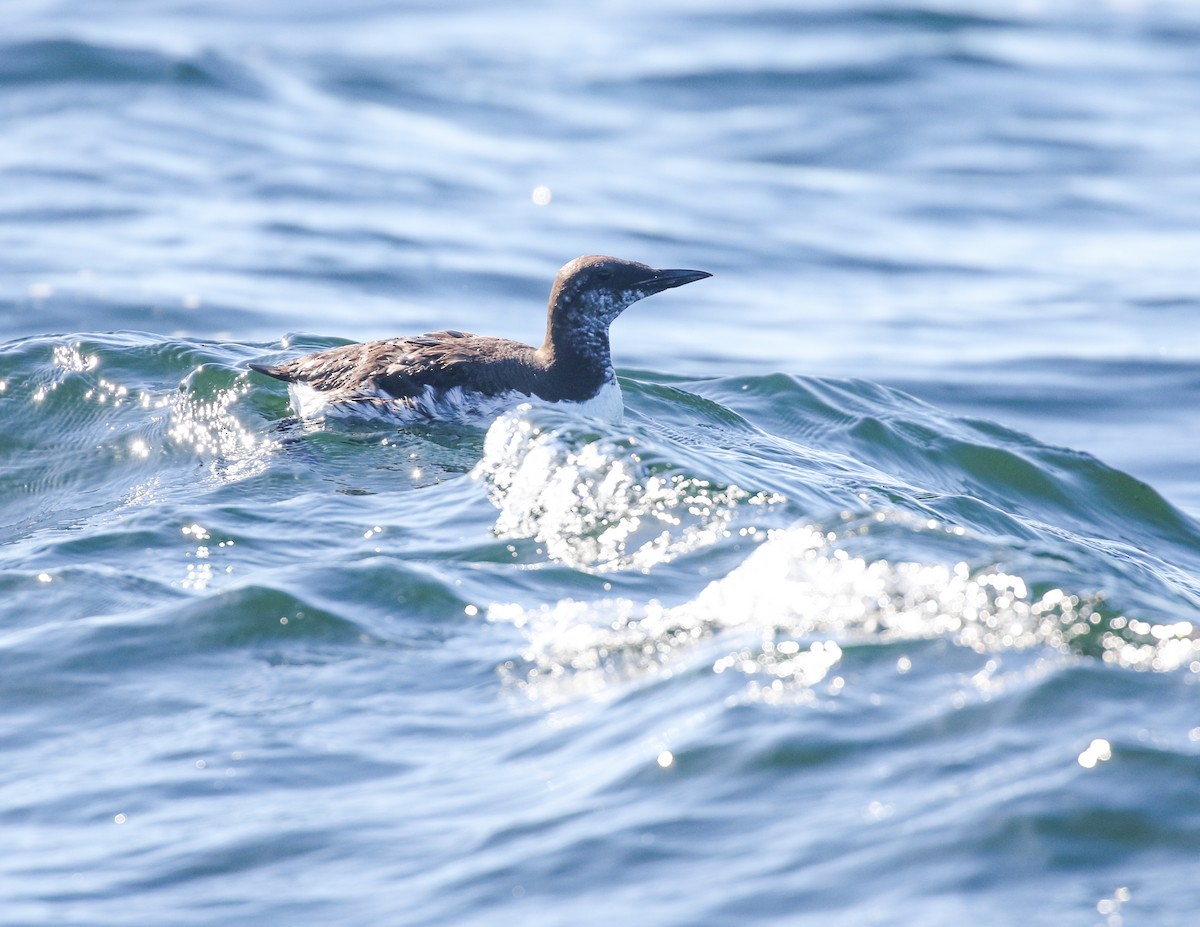 Common Murre - ML643068500
