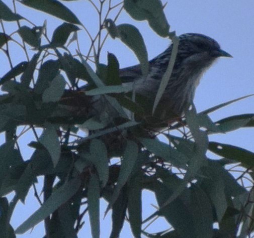 Striped Honeyeater - ML643068514