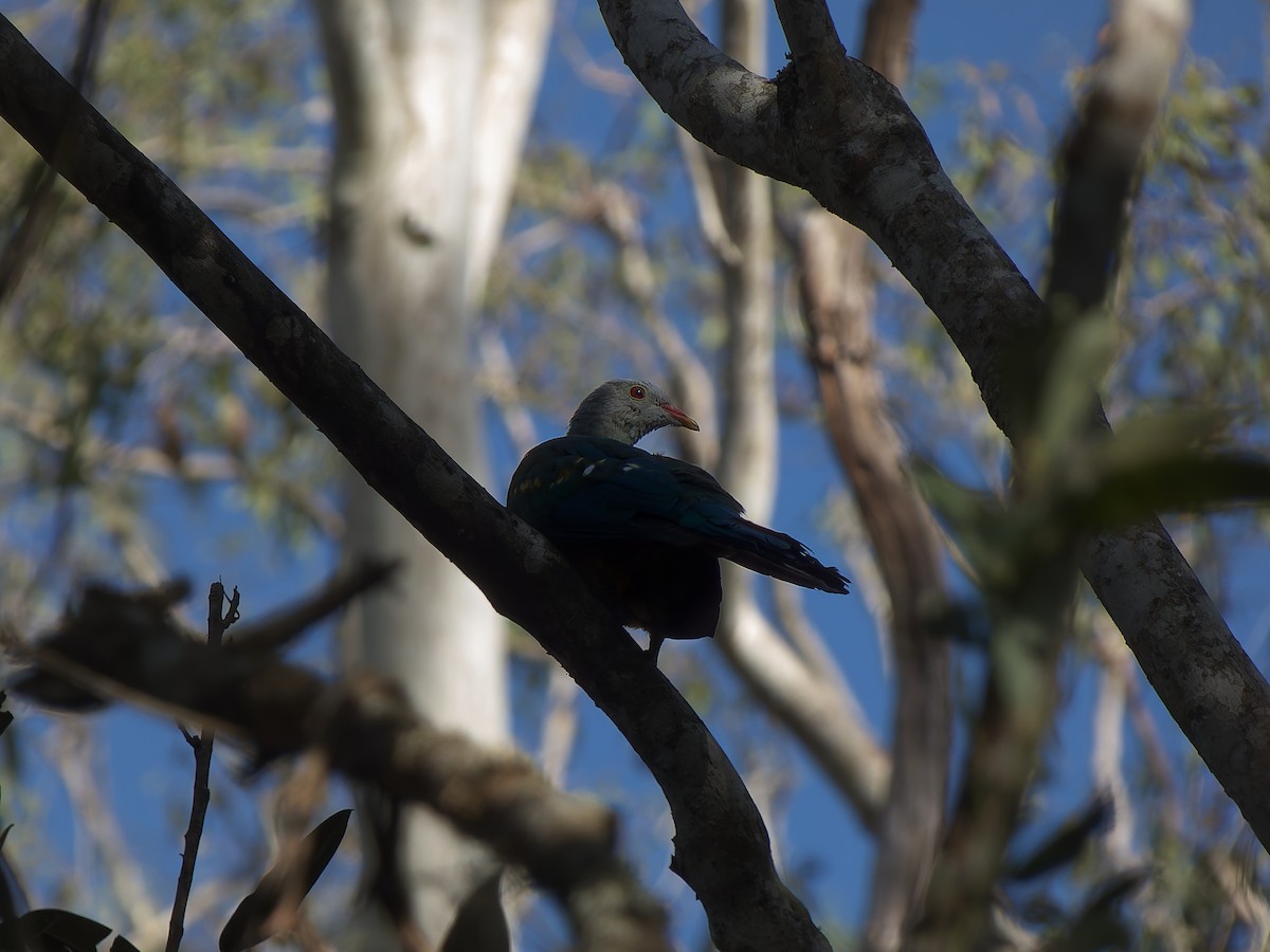 Wompoo Fruit-Dove - ML643068515