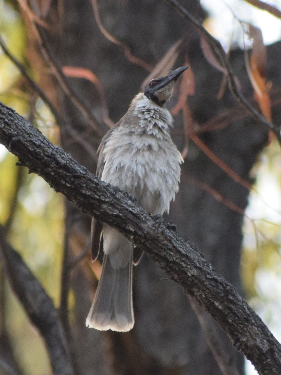 Noisy Friarbird - ML643068526