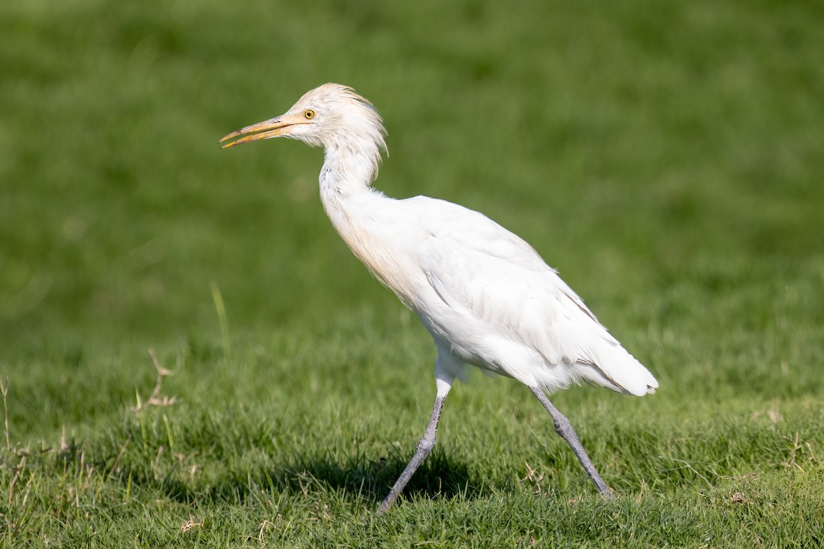 Eastern Cattle-Egret - ML643068530