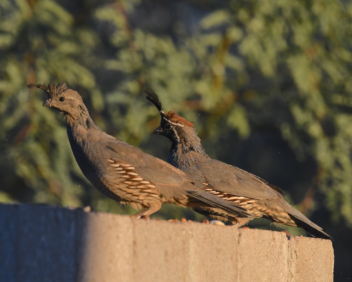 Gambel's Quail - ML643068538