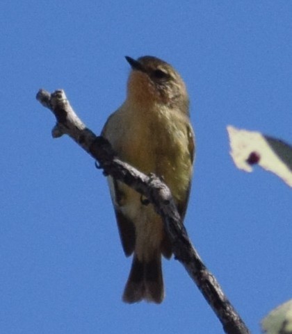 Yellow Thornbill - ML643068549