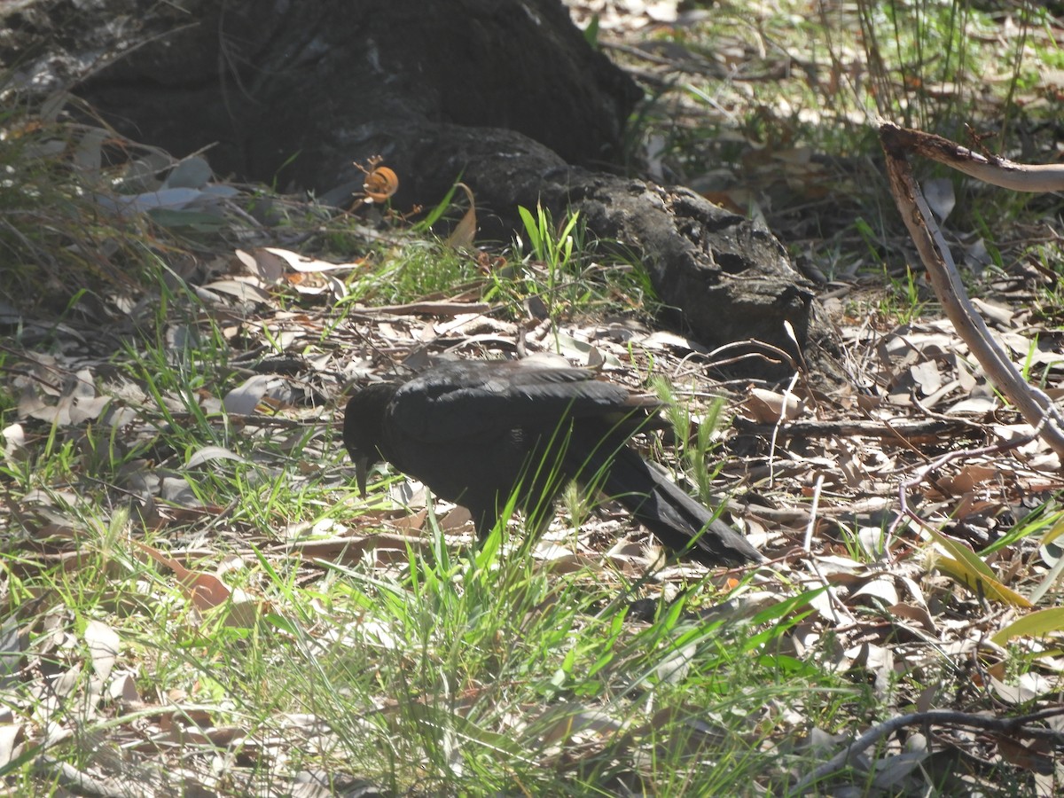 White-winged Chough - ML643068550