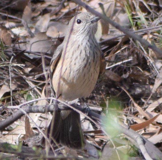 Rufous Whistler - ML643068557