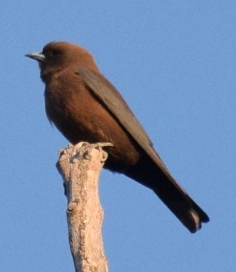 Little Woodswallow - ML643068569