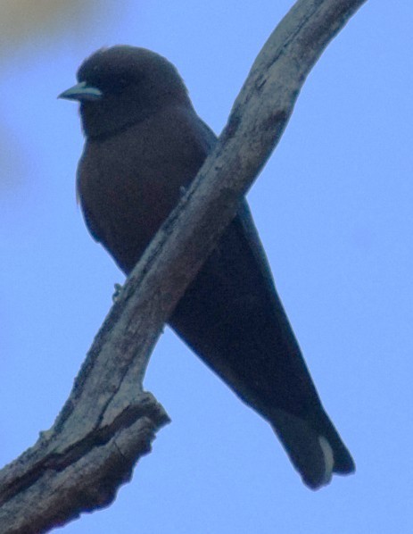 Little Woodswallow - ML643068570