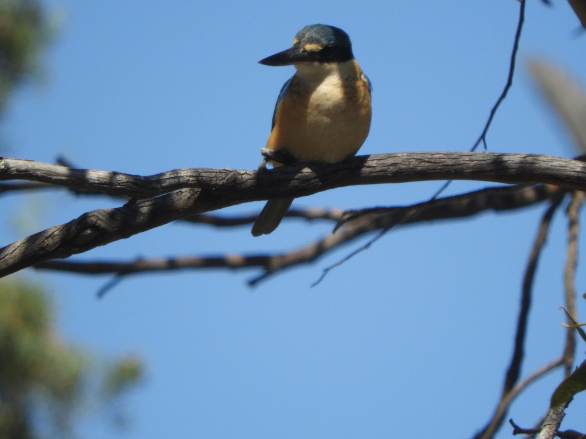 Sacred Kingfisher - ML643068601