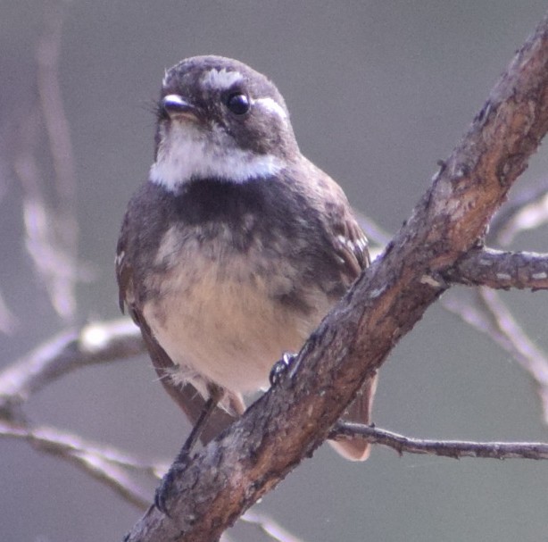 Gray Fantail - ML643068615