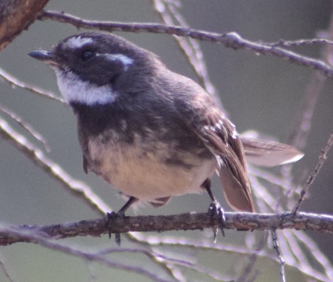 Gray Fantail - ML643068616