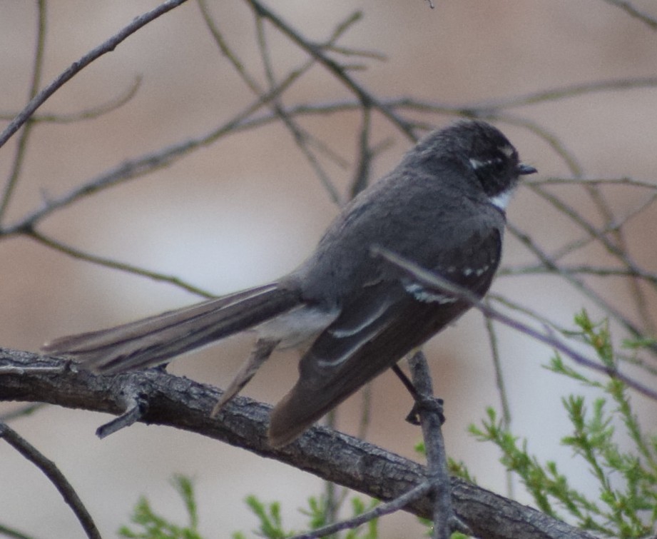 Gray Fantail - ML643068617