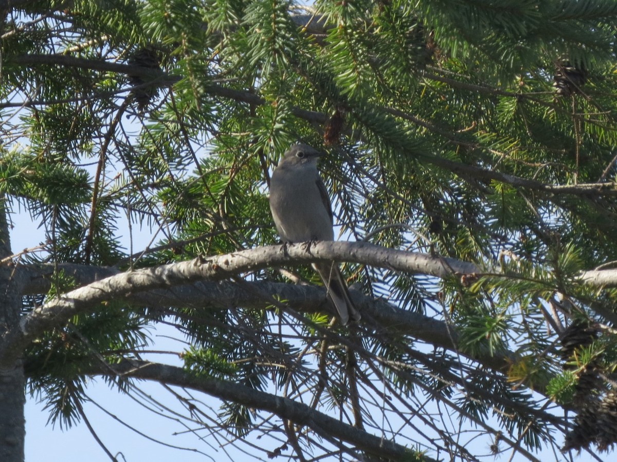 Townsend's Solitaire - ML643068620