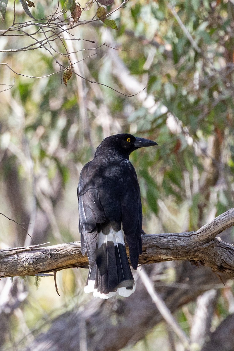 Pied Currawong - ML643068623