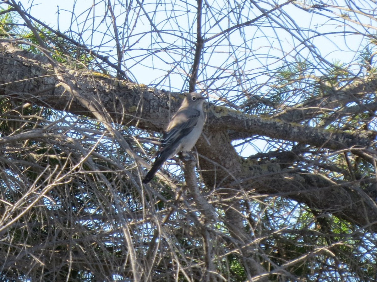 Townsend's Solitaire - ML643068624