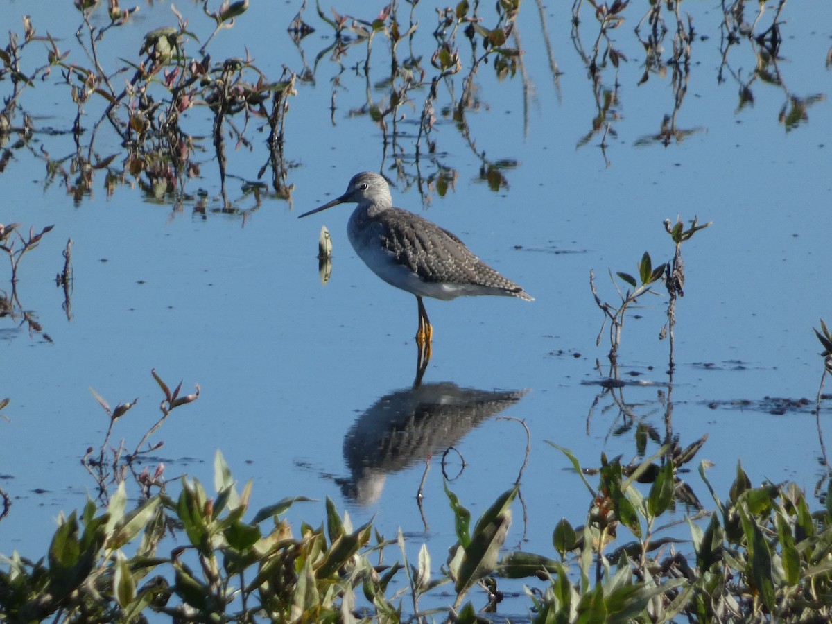 Greater Yellowlegs - ML643068639