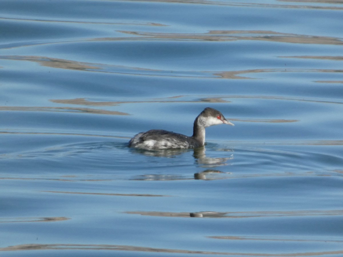 Horned Grebe - ML643068645