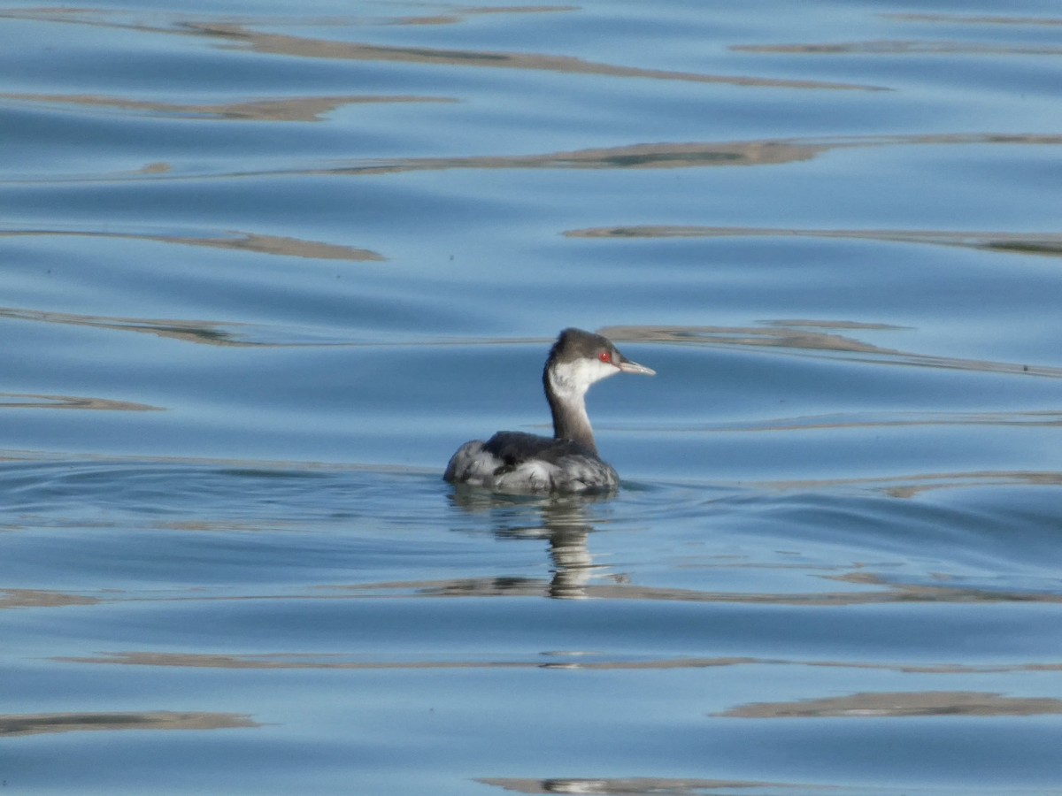 Horned Grebe - ML643068646