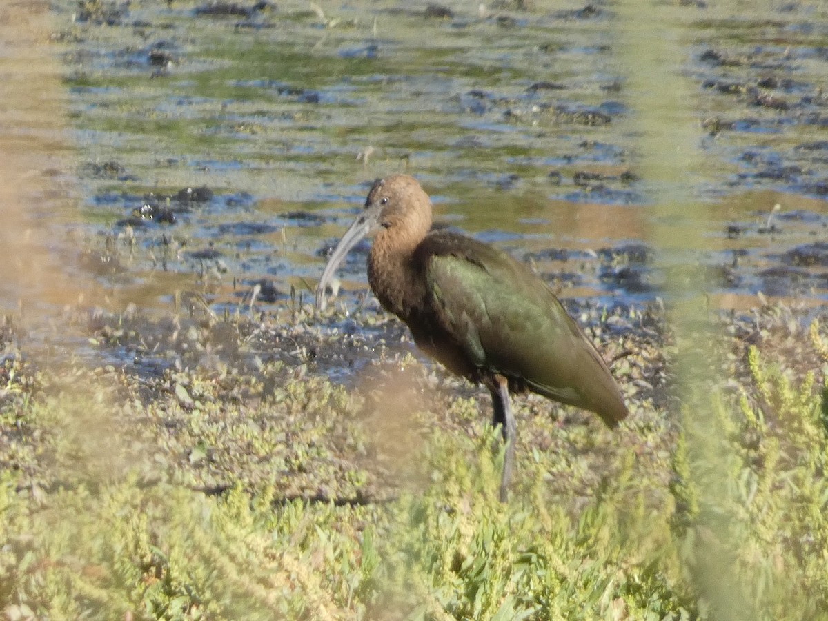 White-faced Ibis - ML643068651