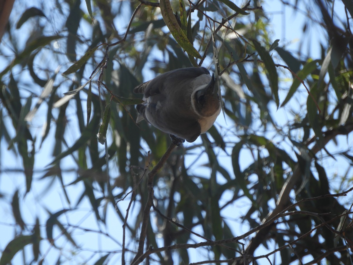 Little Friarbird - ML643068652