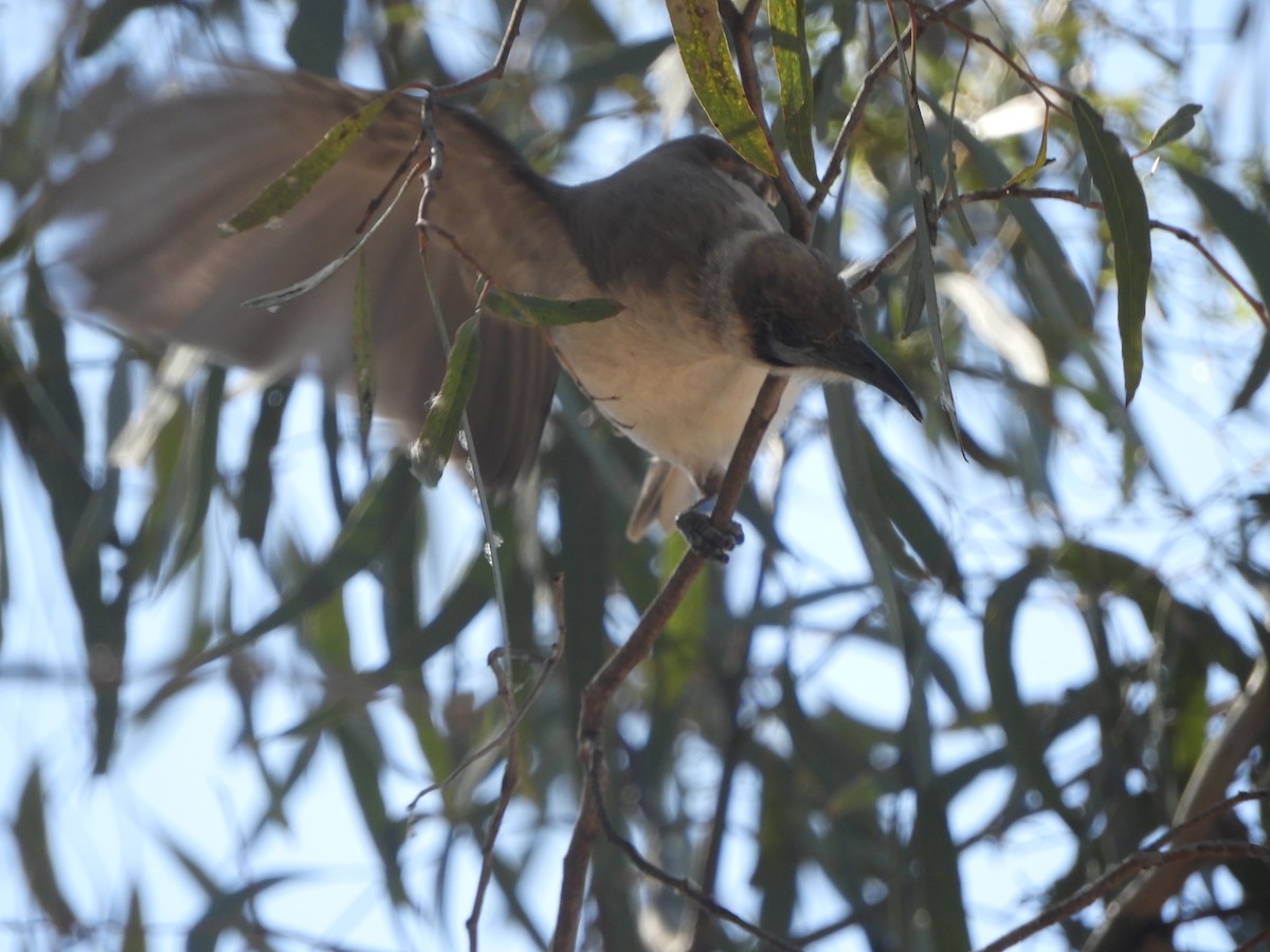 Little Friarbird - ML643068683