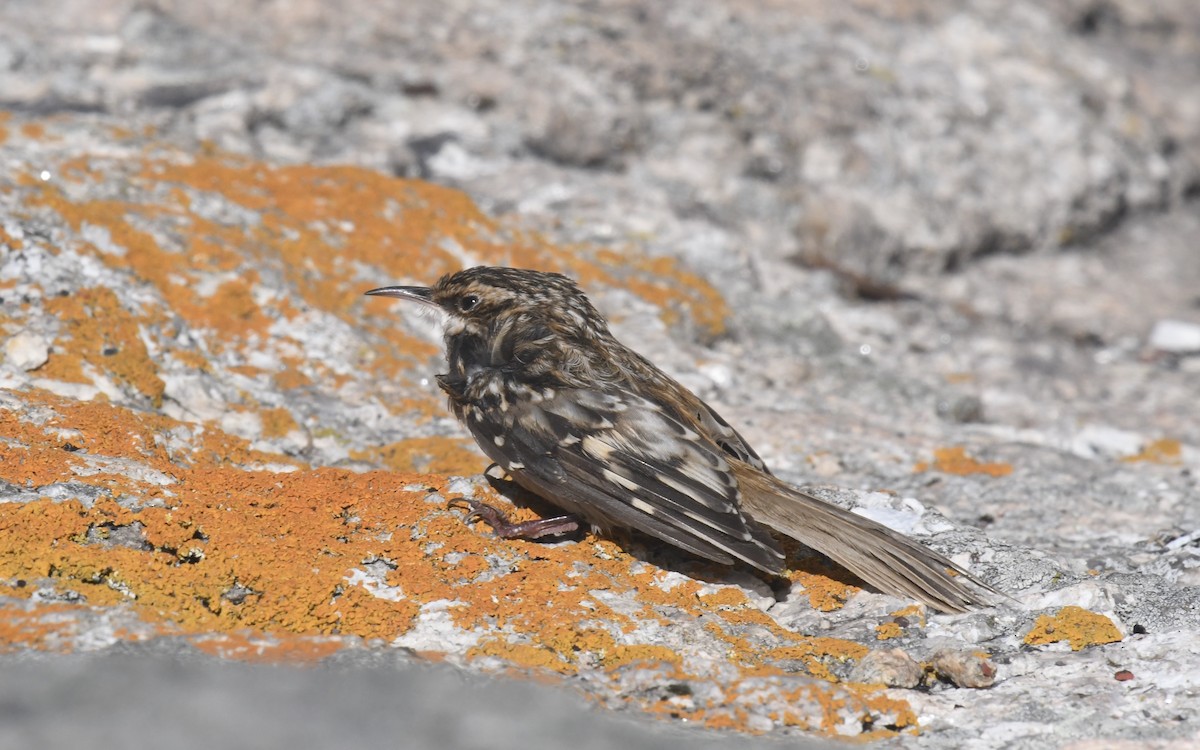 Brown Creeper - ML643068684