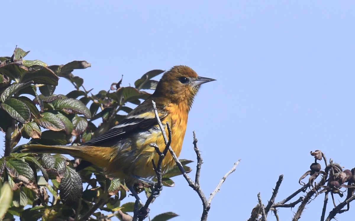 Baltimore Oriole - ML643068691