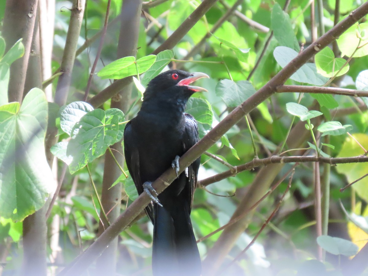 Asian Koel - ML643068701