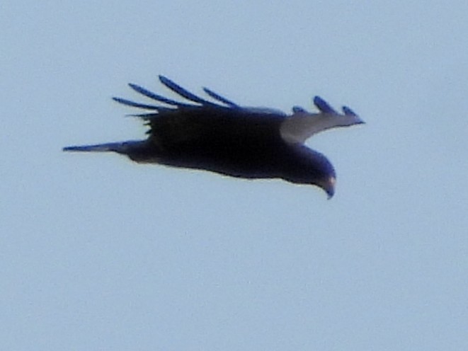 båndhalevåk - ML643068703