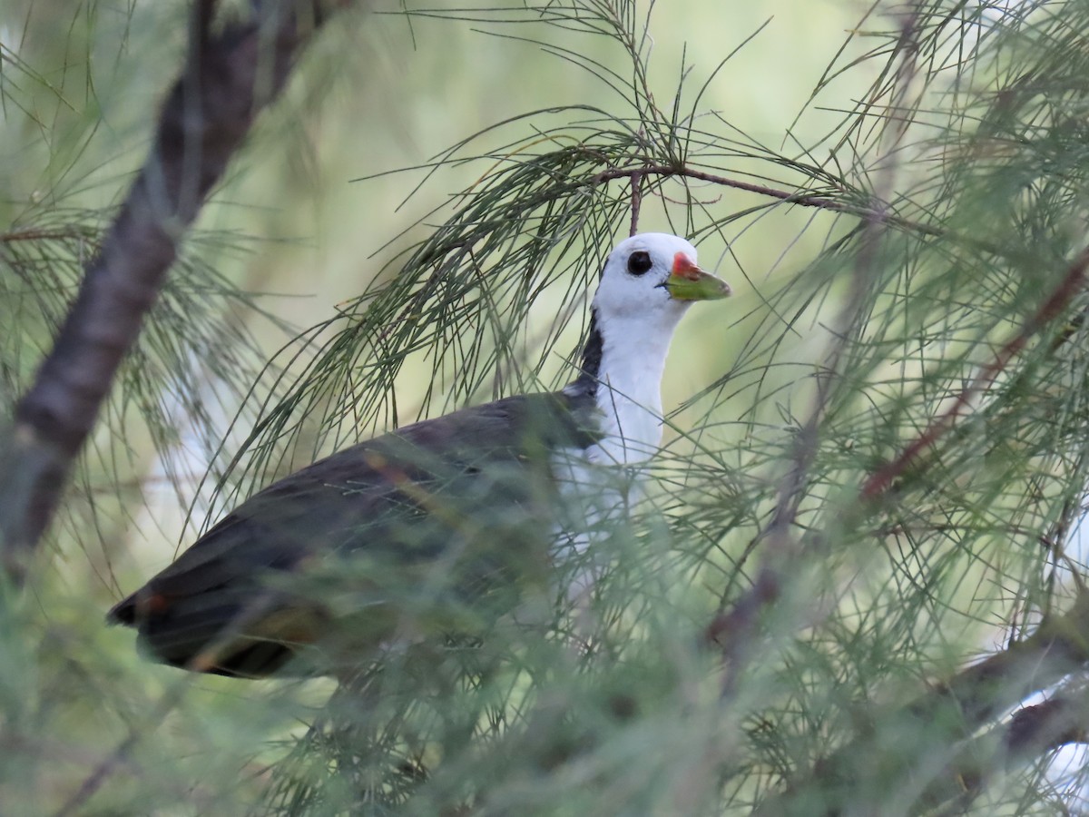 White-breasted Waterhen - ML643068705