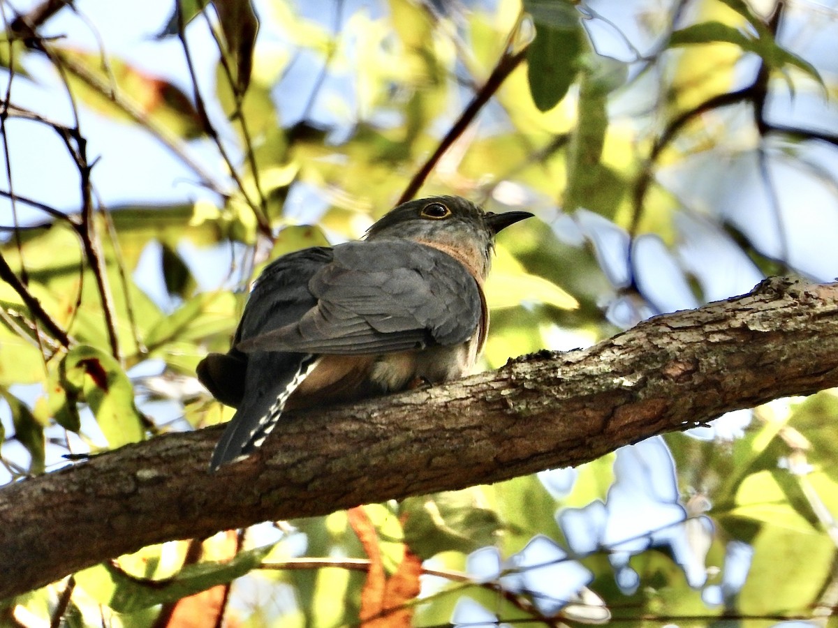 Fan-tailed Cuckoo - ML643068722