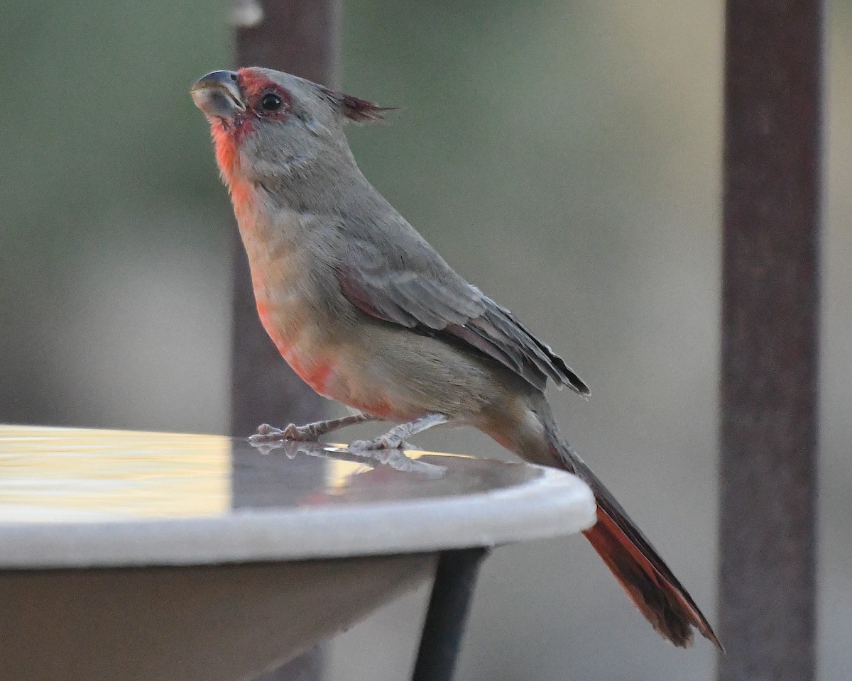 Pyrrhuloxia - ML643068726