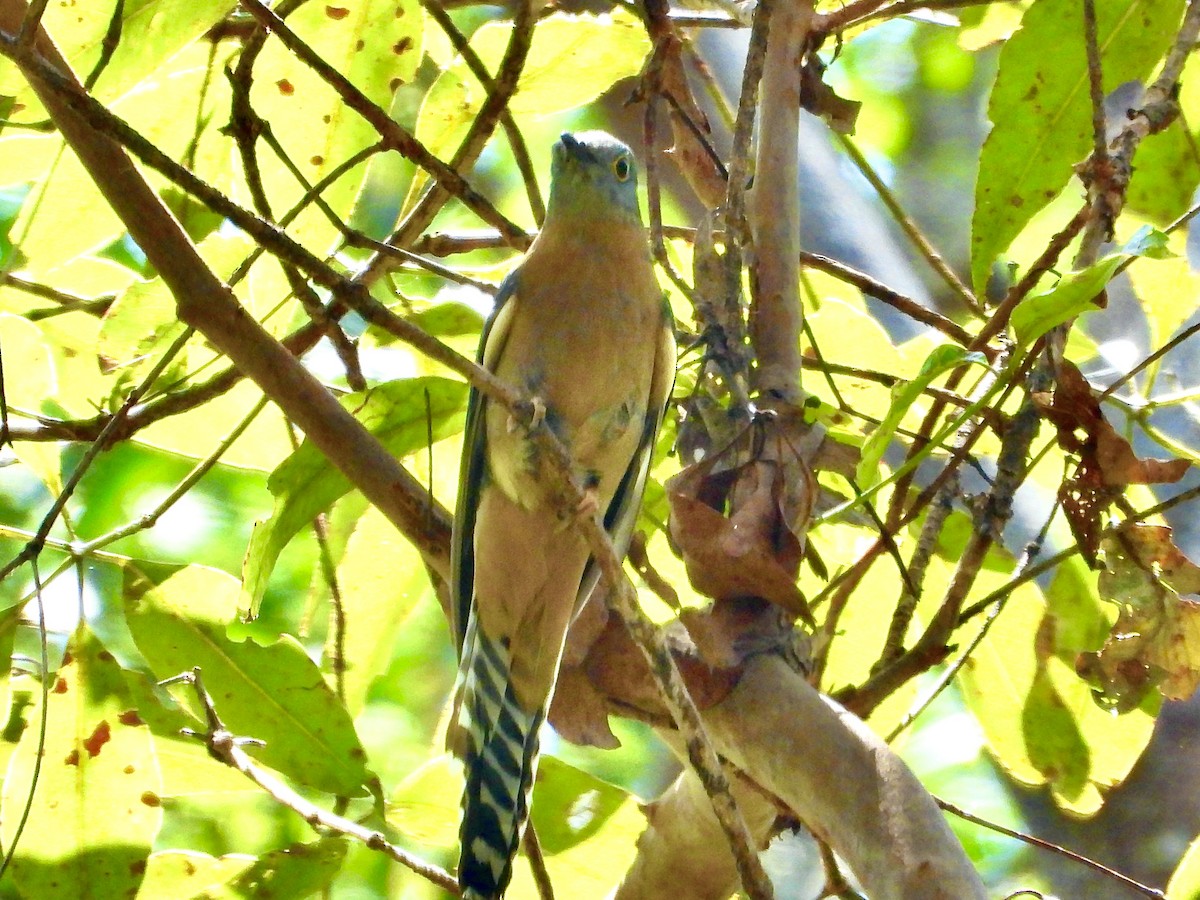 Fan-tailed Cuckoo - ML643068731